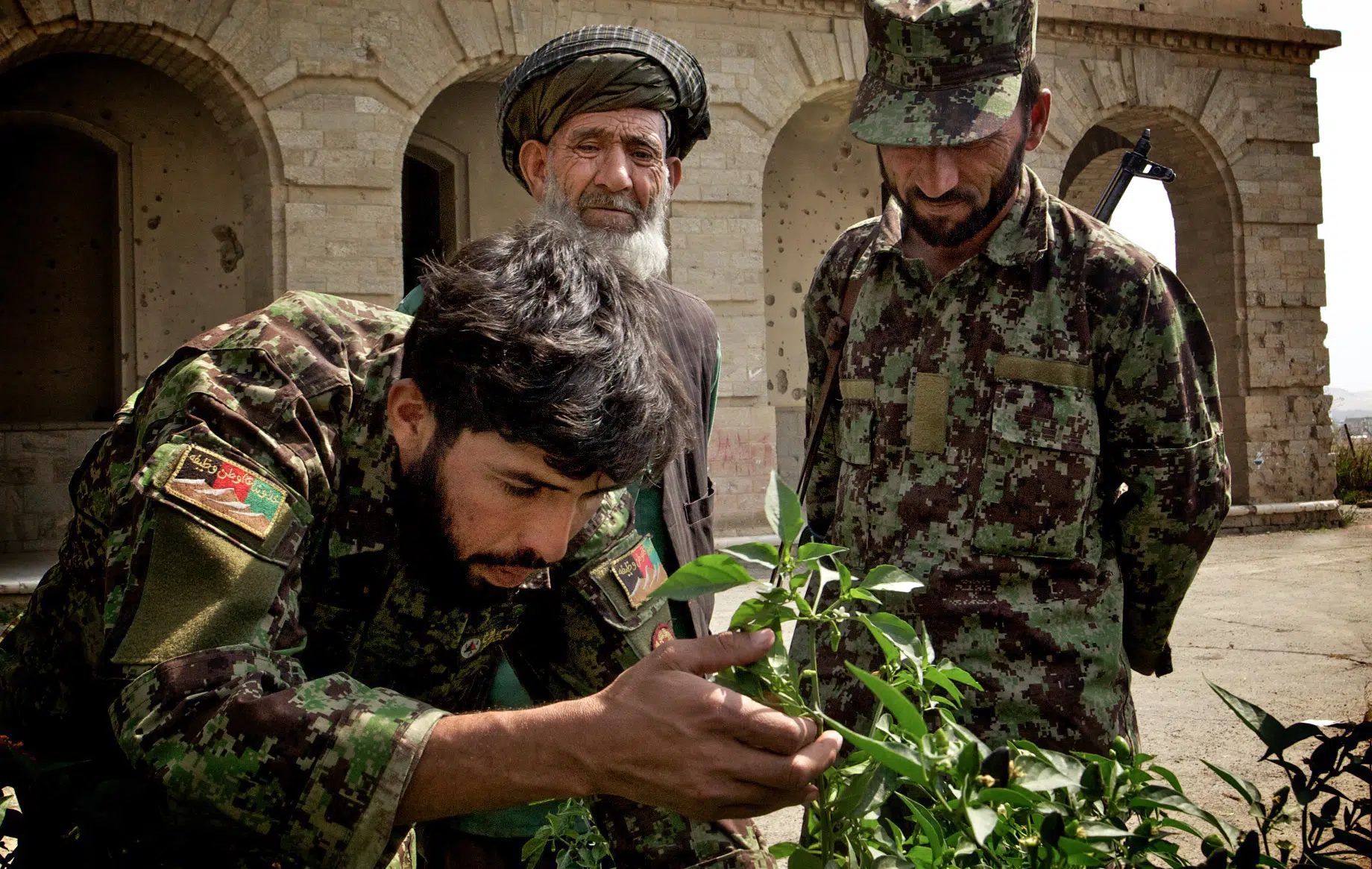 Men in army clothes looking and holding green plants